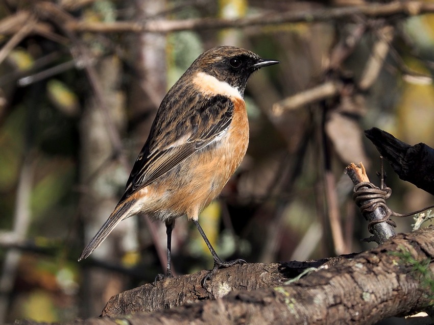 Saltimpalo  (Saxicola torquatus) ♂♀